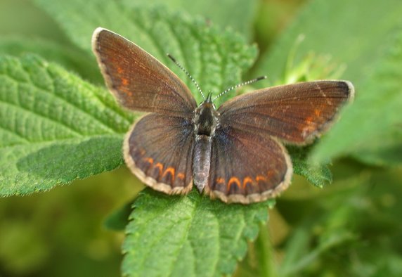 Identificazione Licenidae